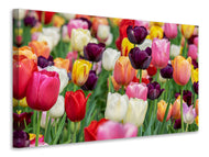 Canvas print The colors of the tulips