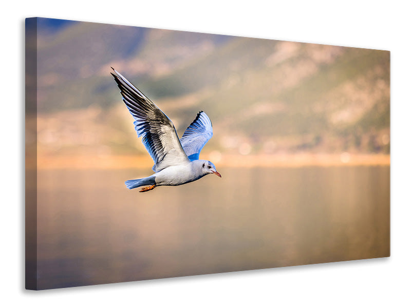 Canvas print The flying seagull