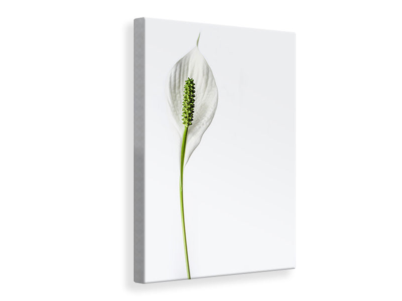 Canvas print The peace lily
