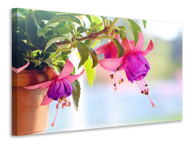 Canvas print The fuchsias