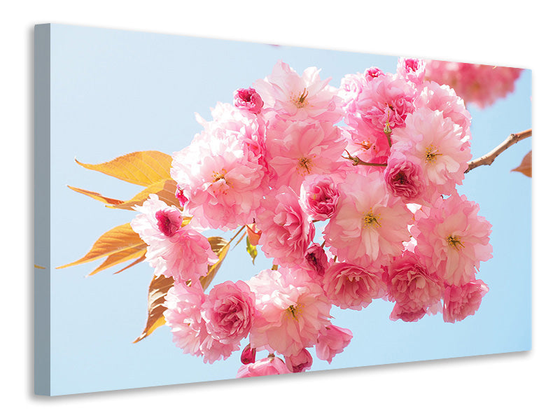 Canvas print The cherry blossoms