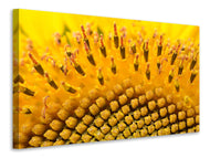 Canvas print The buds of the sunflower in XXL