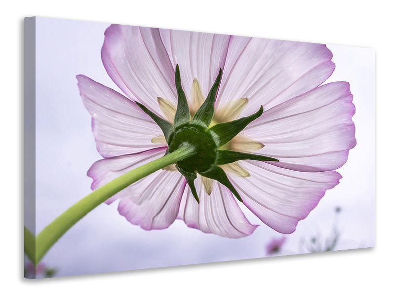 Canvas print The cosmos flower