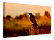 Canvas print The crow in the evening light