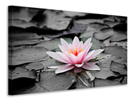 Canvas print The art of water lily