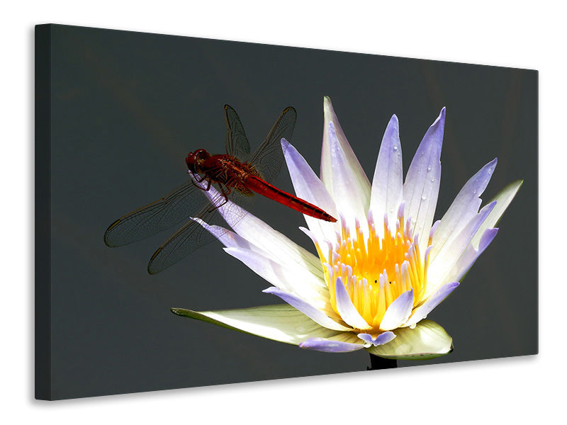 Canvas print The dragonfly on the flower