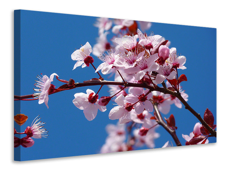 Canvas print The almond blossom