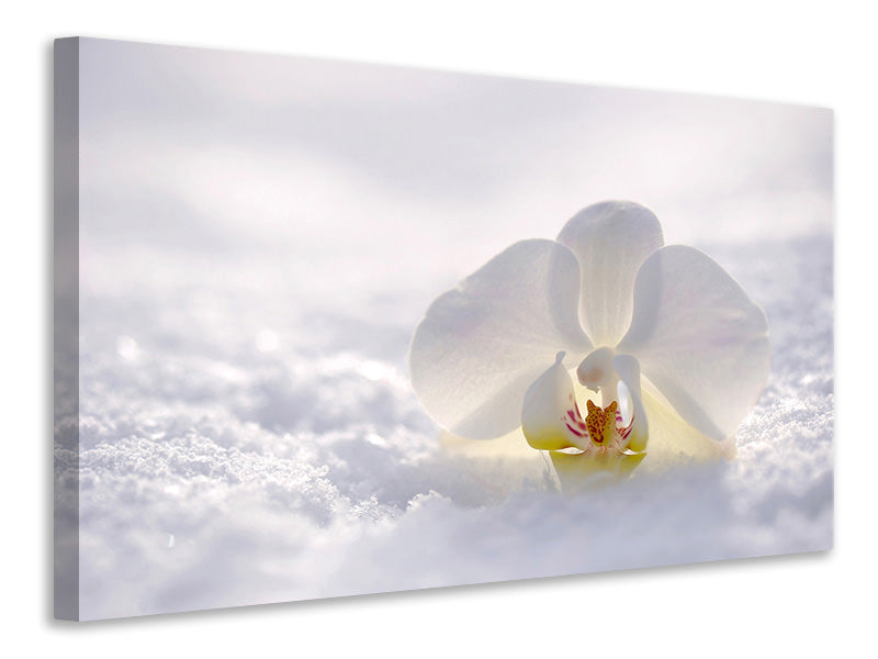 Canvas print The orchids bloom