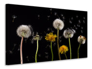 Canvas print The phases of dandelion