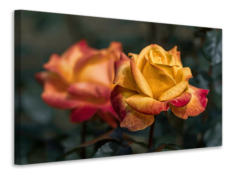 Canvas print The rose in the garden