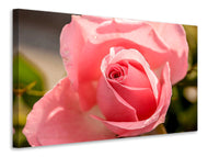 Canvas print The rose in pink