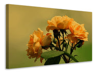 Canvas print The roses in nature