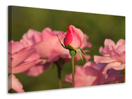 Canvas print The rosebud