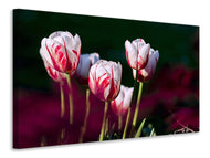 Canvas print The beauty of the tulips