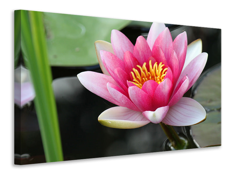Canvas print The water lily in pink