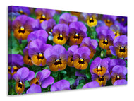 Canvas print The pansies