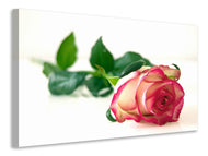 Canvas print The proud rose
