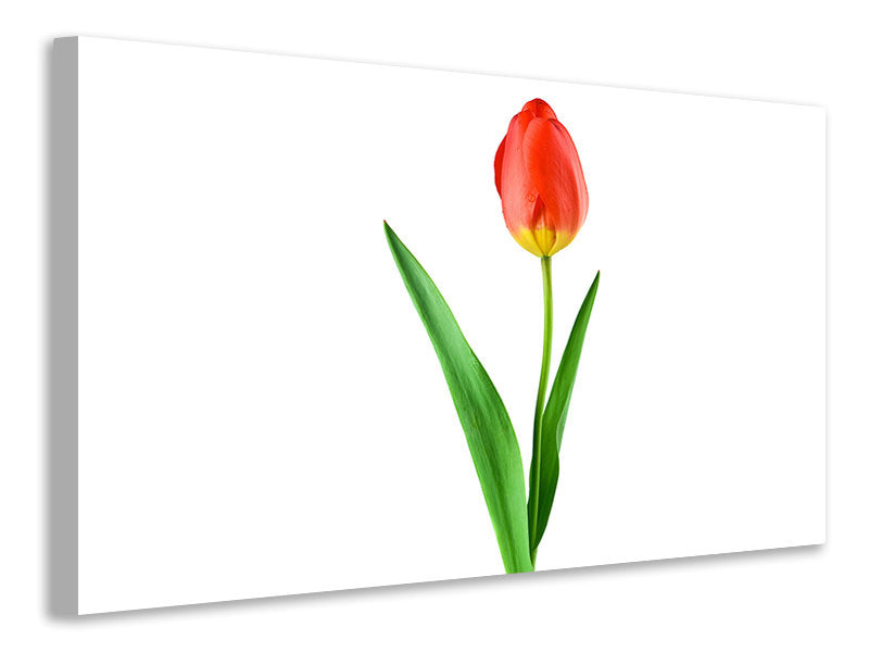 Canvas print The proud tulip