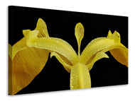 Canvas print The swamp iris