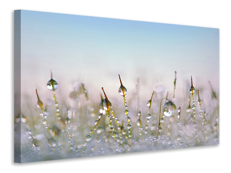 Canvas print The dew drops
