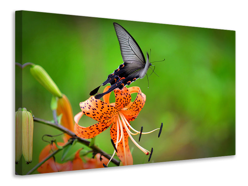 Canvas print The Tiger Lily and the butterfly