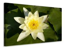 Load image into Gallery viewer, Canvas print The water lily in yellow
