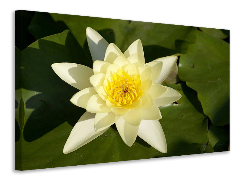 Canvas print The water lily in yellow