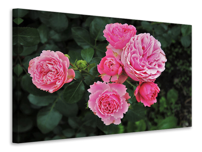 Canvas print The wild roses in pink
