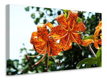 Load image into Gallery viewer, Canvas print The wild tiger lilies
