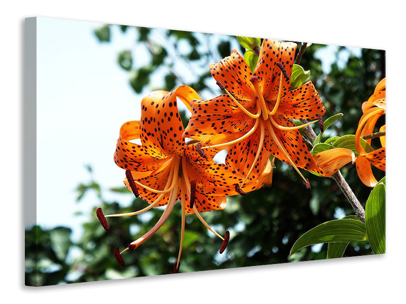 Canvas print The wild tiger lilies