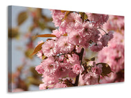 Canvas print The ornamental cherry