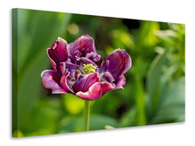 Load image into Gallery viewer, Canvas print Dark tulip in nature
