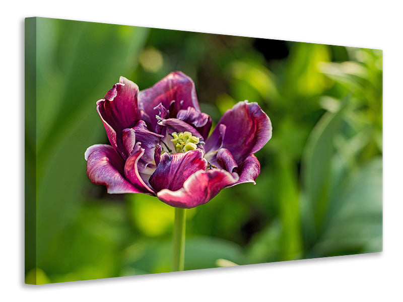 Canvas print Dark tulip in nature