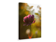 Canvas print Dark tulips beauty