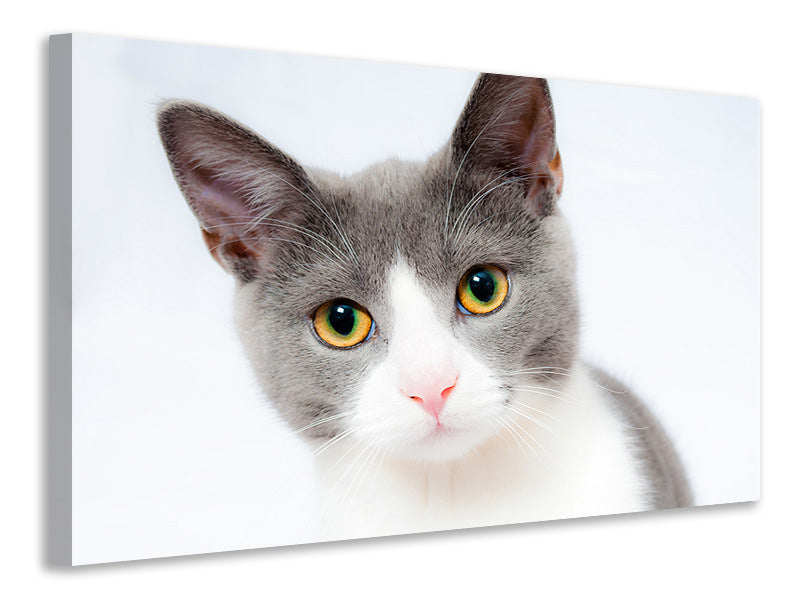 Canvas print Noble cat