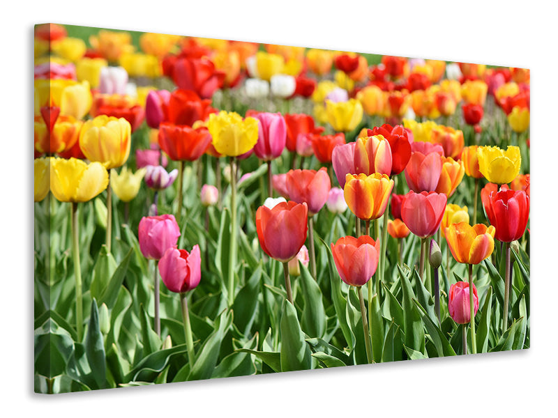 Canvas print A colorful tulip field