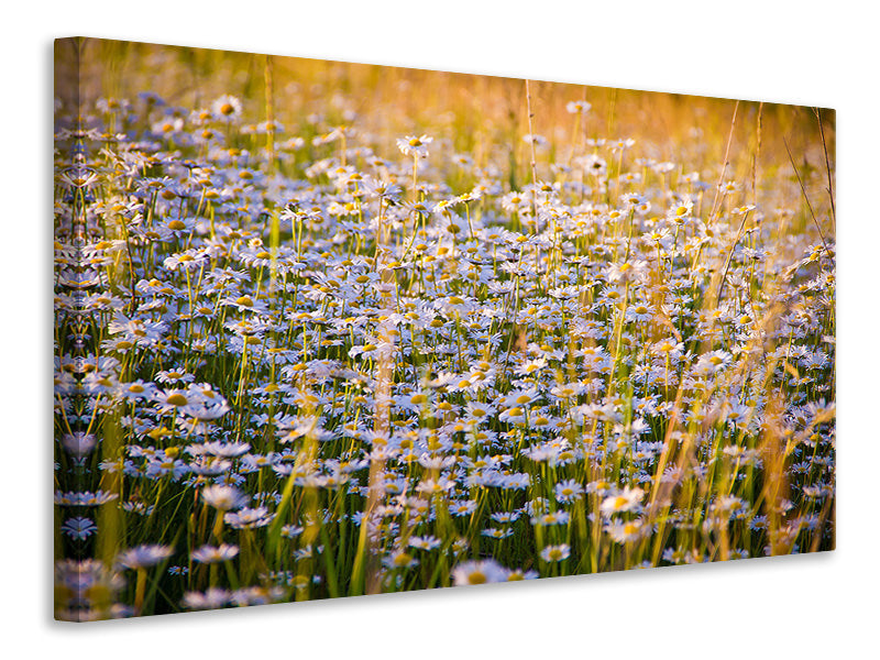 Canvas print A field full of camomile