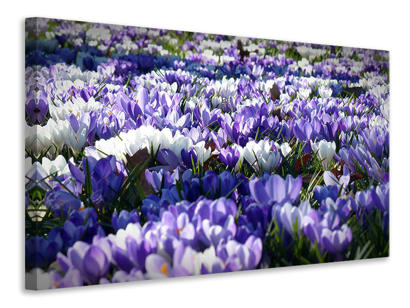 Canvas print A field full of crocuses