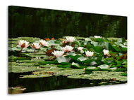 Canvas print A field full of water lilies