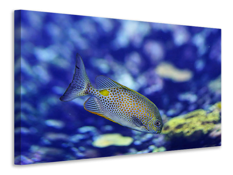 Canvas print A fish in the aquarium