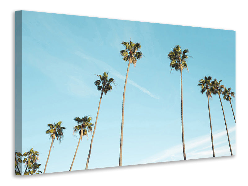 Canvas print A sky full of palm trees