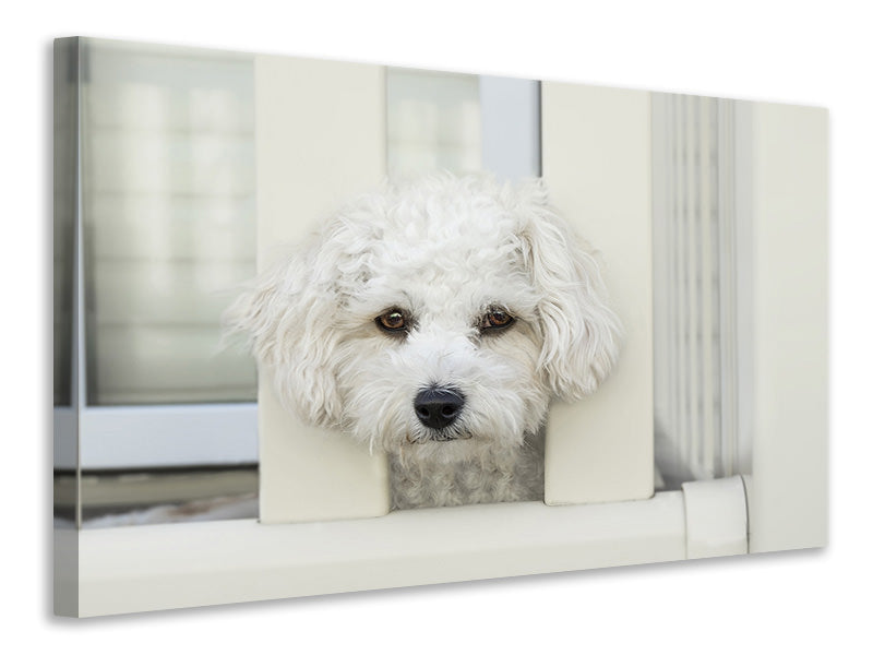 Canvas print A dog girl to fall in love