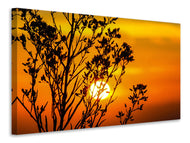 Canvas print A shrub in the sunset