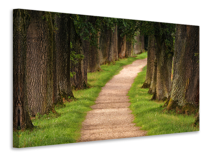 Canvas print A path in the forest