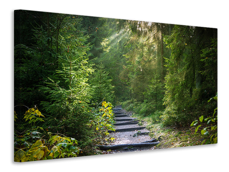 Canvas print A path between firs