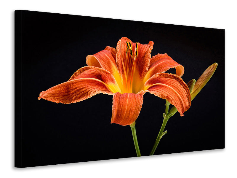 Canvas print A lily flower in orange