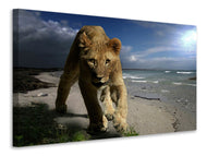 Canvas print A lioness on the beach