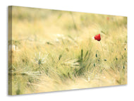 Canvas print A poppy