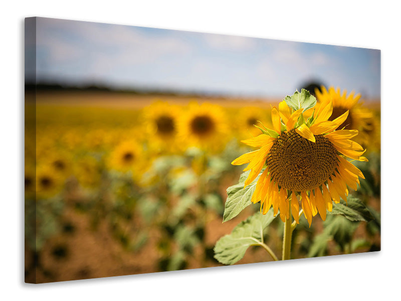 Canvas print A sunflower in the field