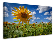 Canvas print A sunflower among many